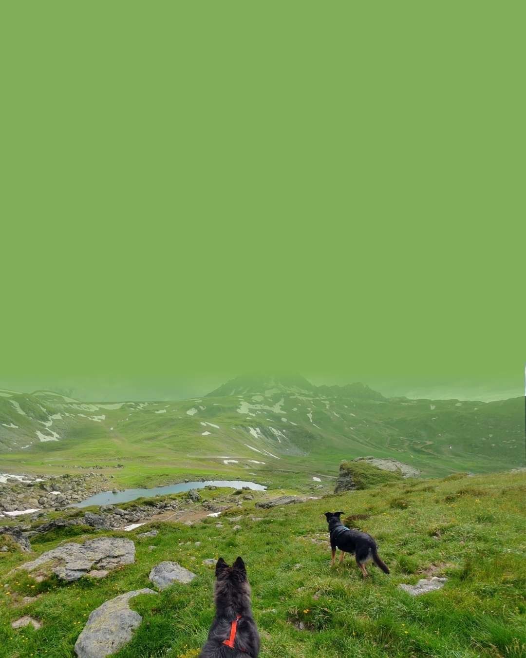 Meilleur complément articulaire pour chien : deux chiens en randonnée en montagne dont la protection articulaire est nécessaire