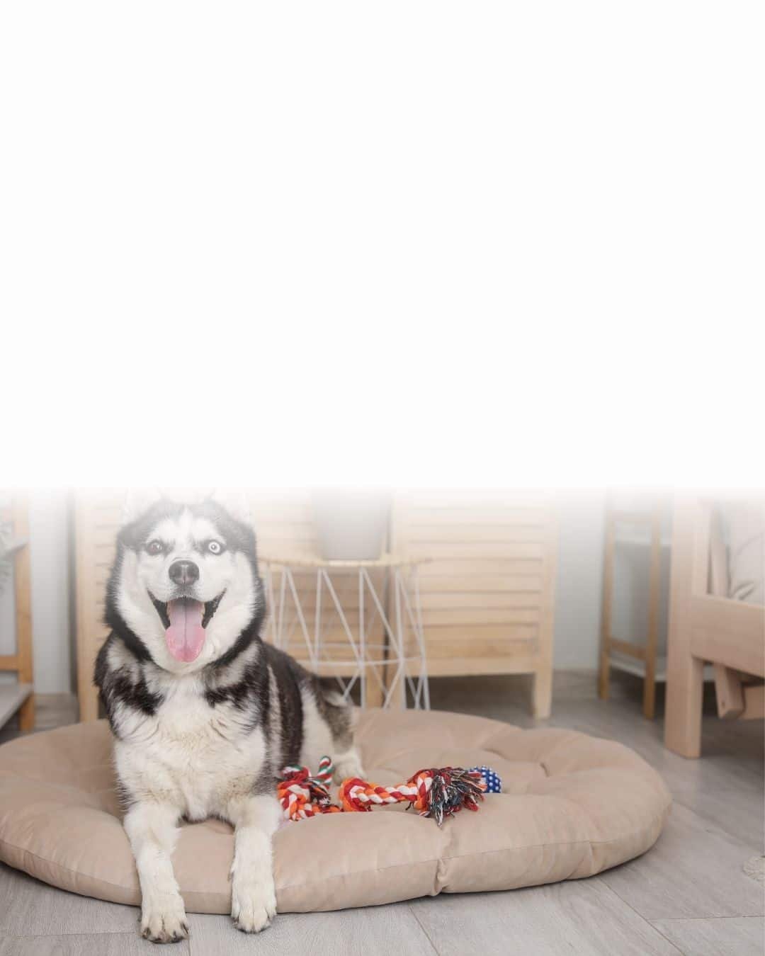 Chien installé sur un coussin de transport confortable pour les trajets
