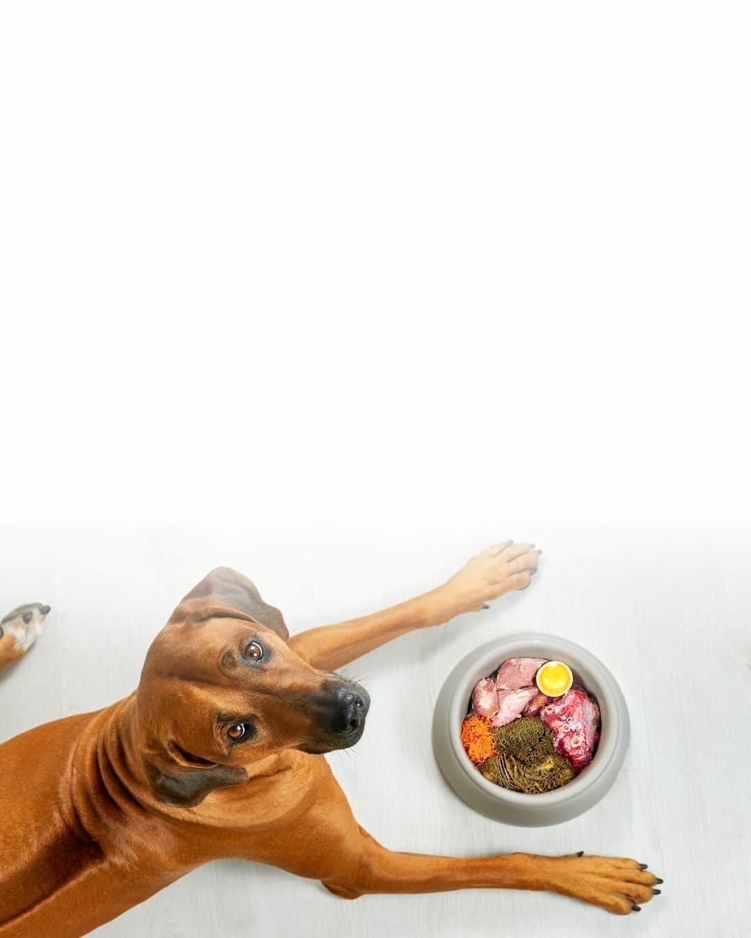 Gamelle adaptée à une ration BARF pour chien de grande race