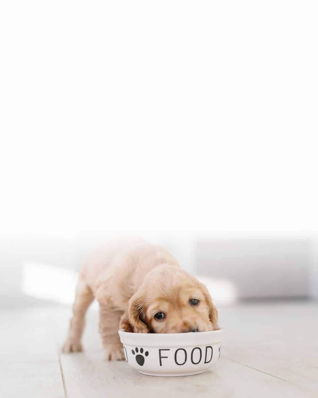 Gamelle adaptée à un chiot de grande race