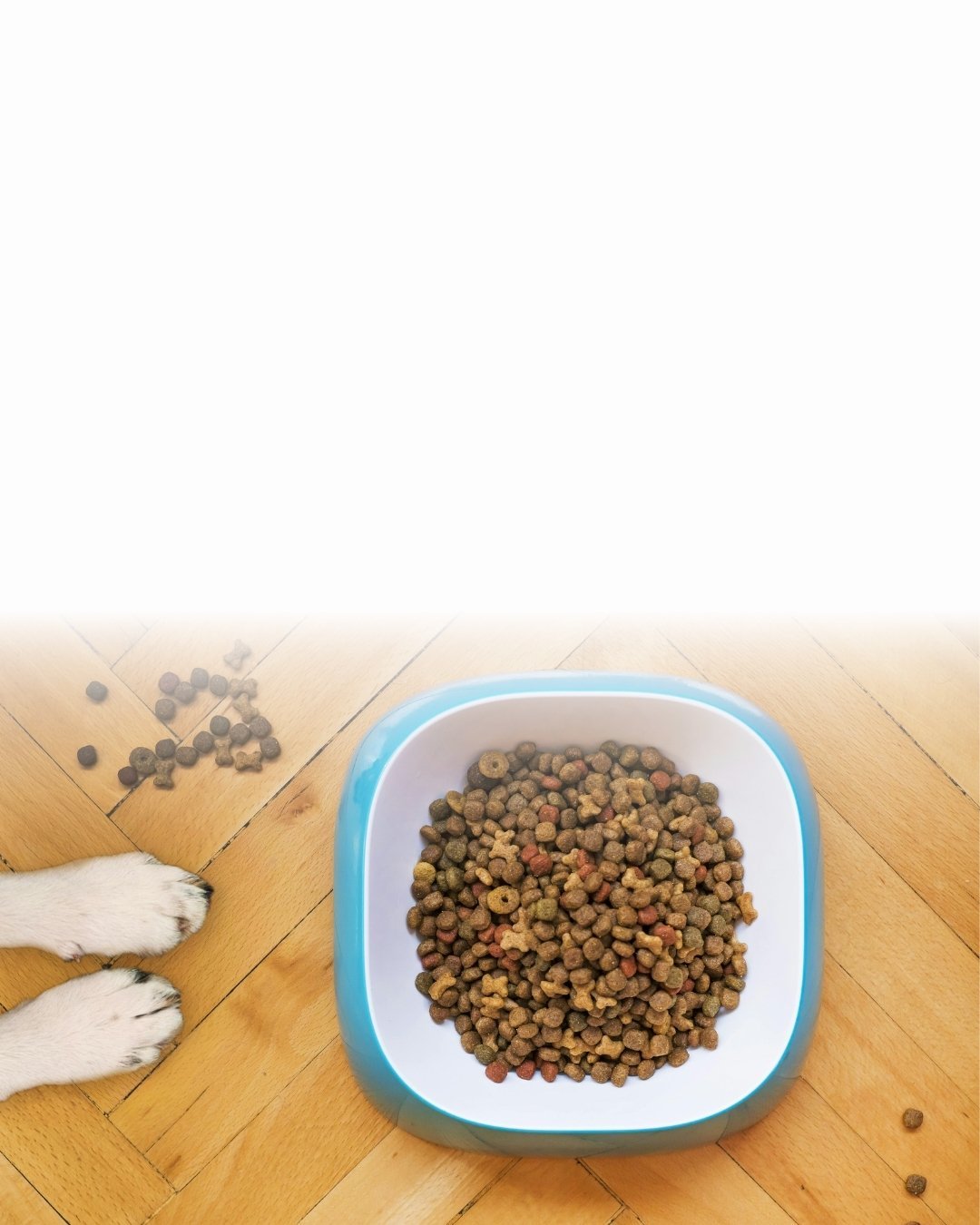 Gamelle pliable pour chien, avec des croquettes, utilisée pendant les vacances.