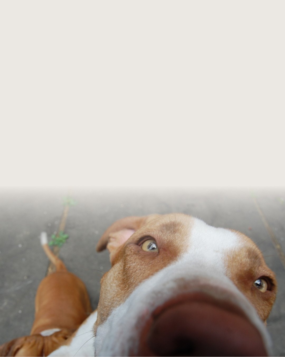 Chien de grande race posant sa truffe contre l'objectif de l'appareil photo.