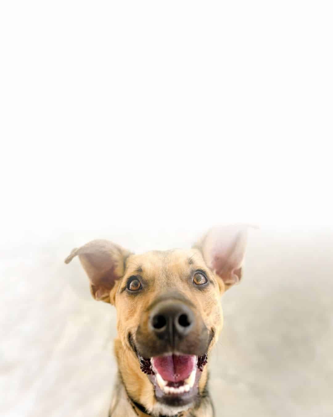 Grand chien glouton nécessitant une gamelle anti-glouton pour ralentir la prise alimentaire