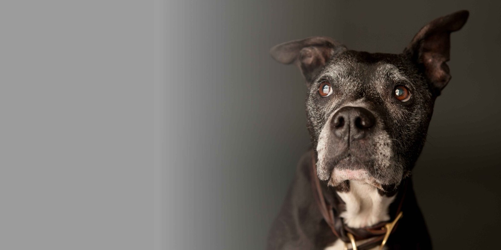 Chien senior au museau grisonnant bénéficiant d'une attention adaptée à son âge