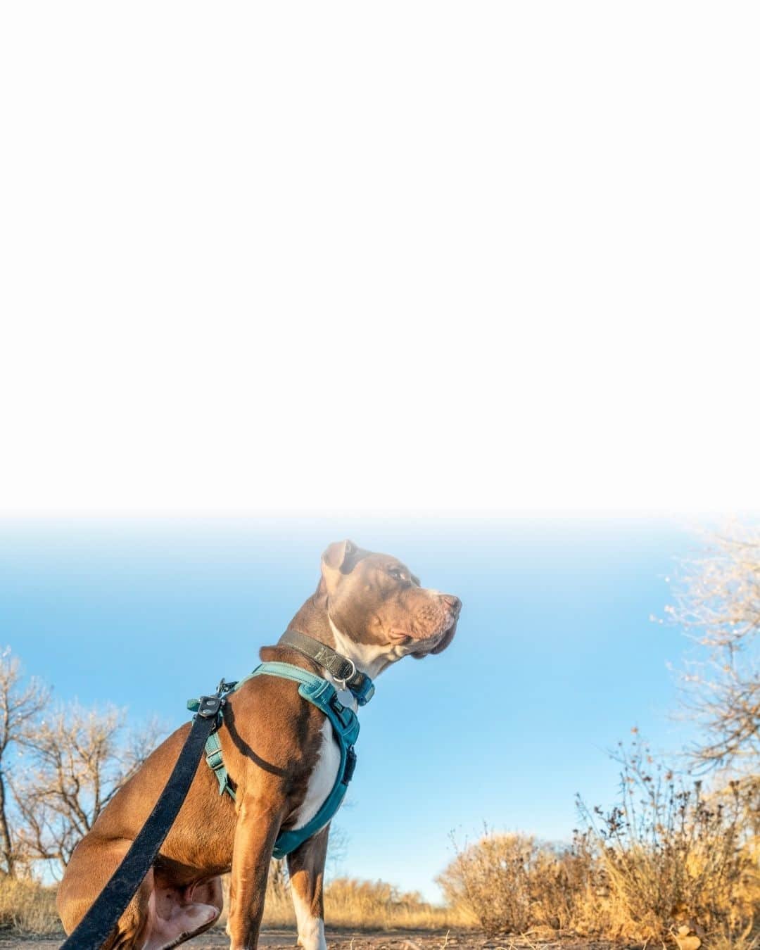 Harnais anti-traction pour chien de grande race utilisé lors d'une sortie en extérieur