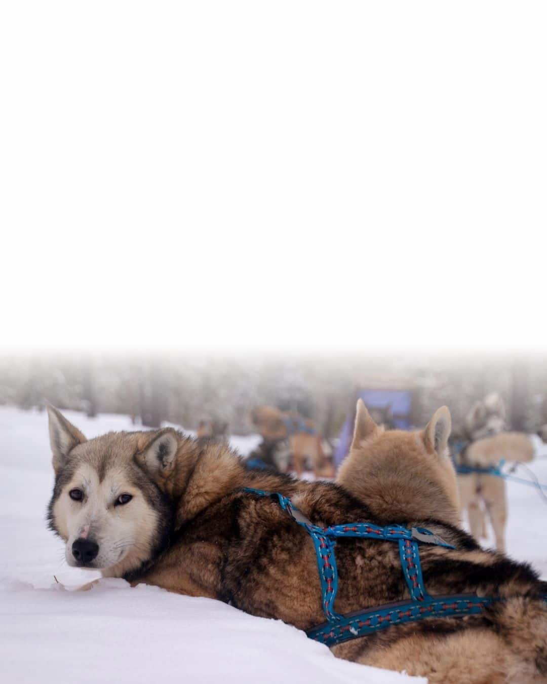 Chien de grande race portant un harnais adapté aux activités sportives
