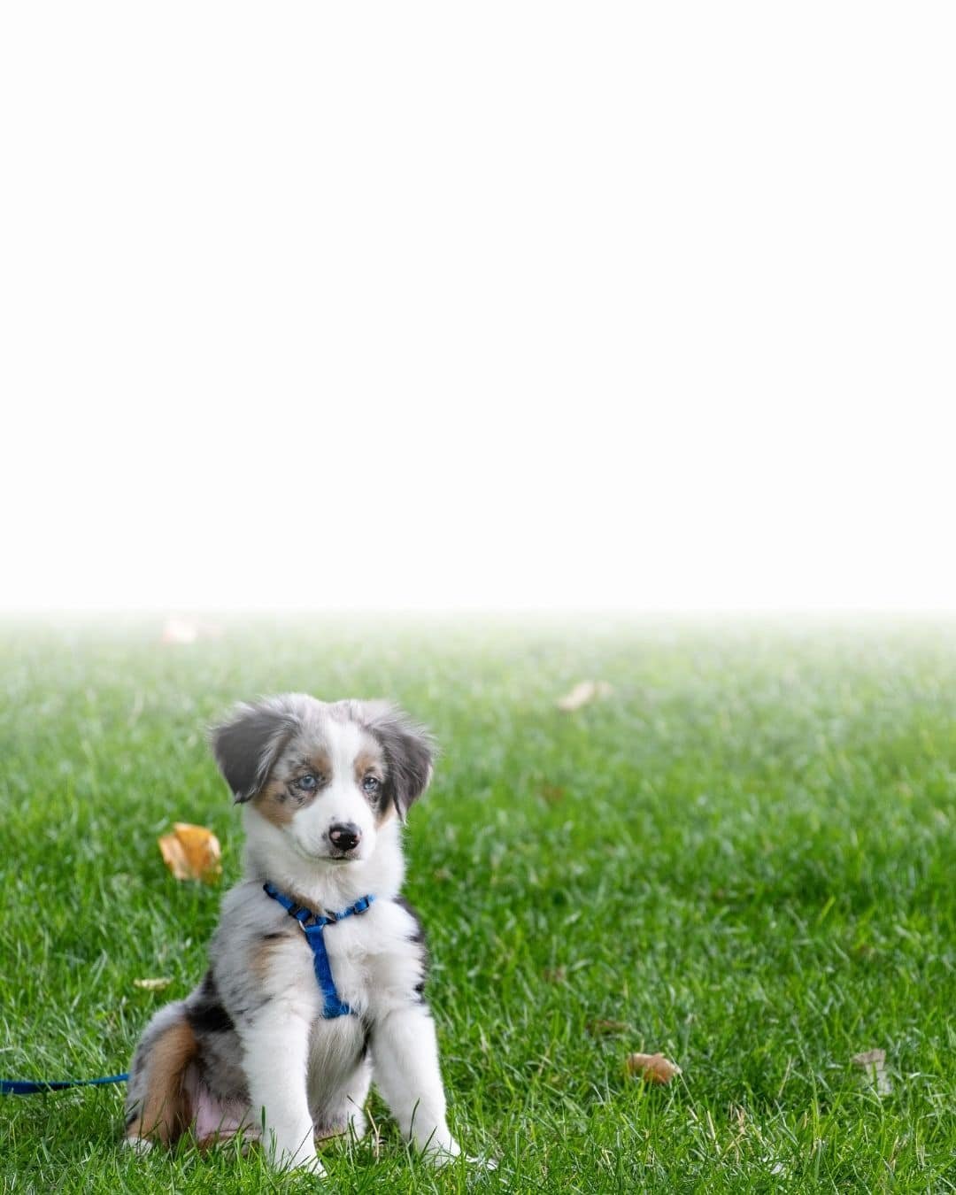 Chiot de grande race équipé d'un harnais confortable et adapté
