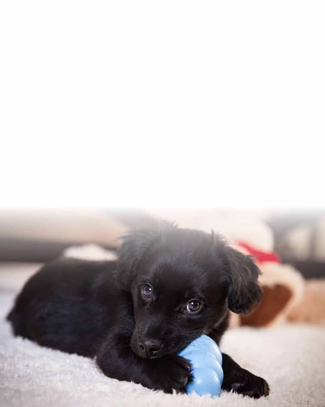 Chiot de type labrador noir mâchant un jouet de dentition