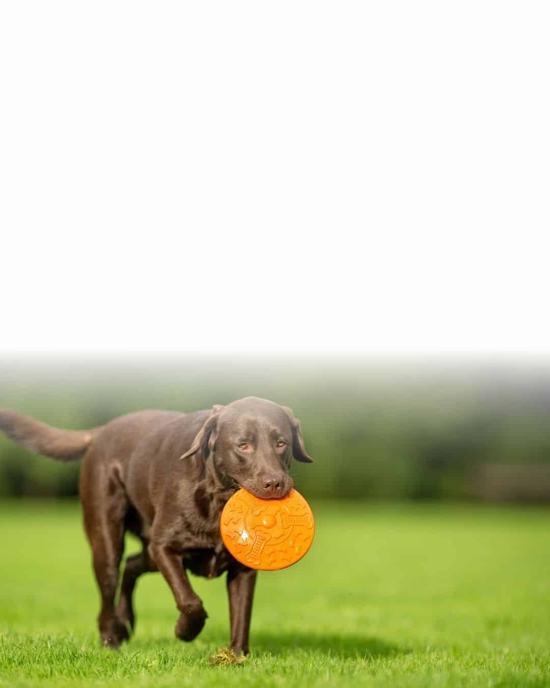 Labrador jouant avec une frisbee, un jouet adapté aux chiens de grande race