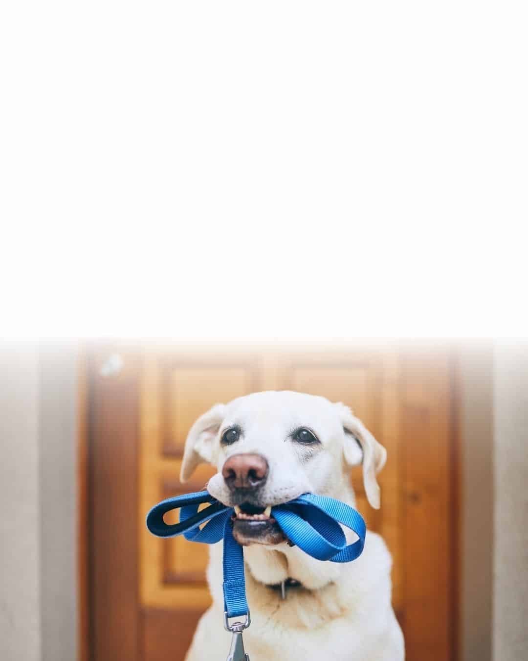 Chien de grande race tenant sa laisse, adaptée aux chiens puissants, dans la gueule