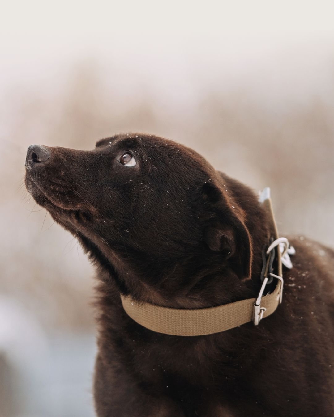 Chien adulte utilisant son langage corporel pour communiquer avec son humain