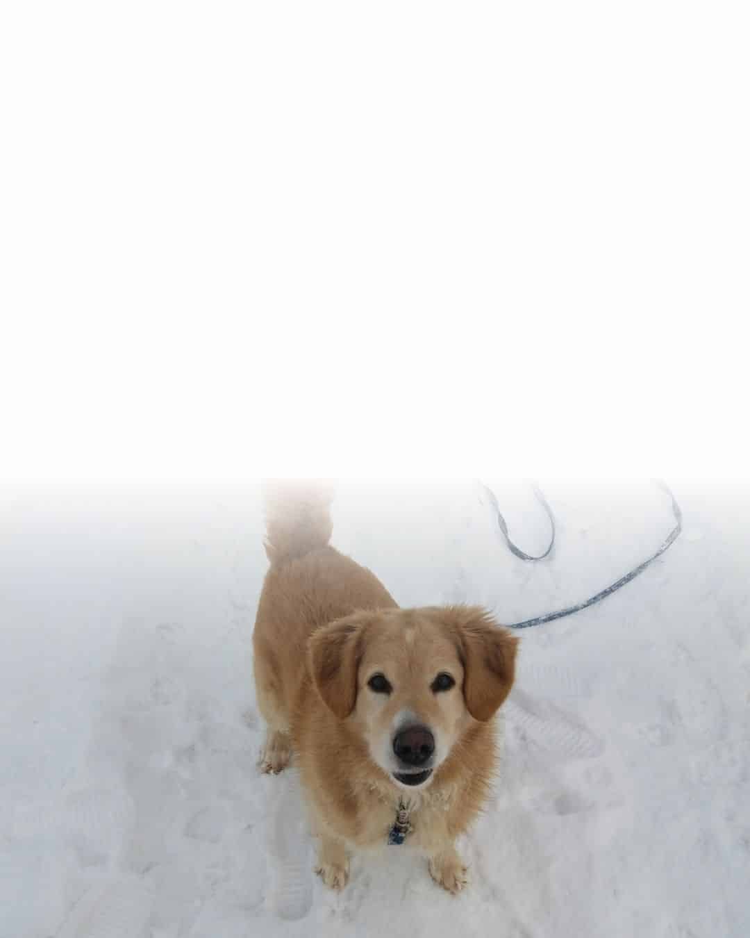 Chien de grande race évoluant en extérieur avec une longe.