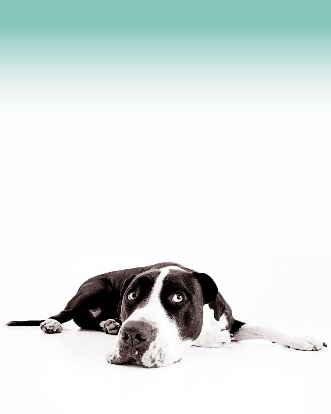 Chien souffrant de boiterie et de douleurs articulaires 