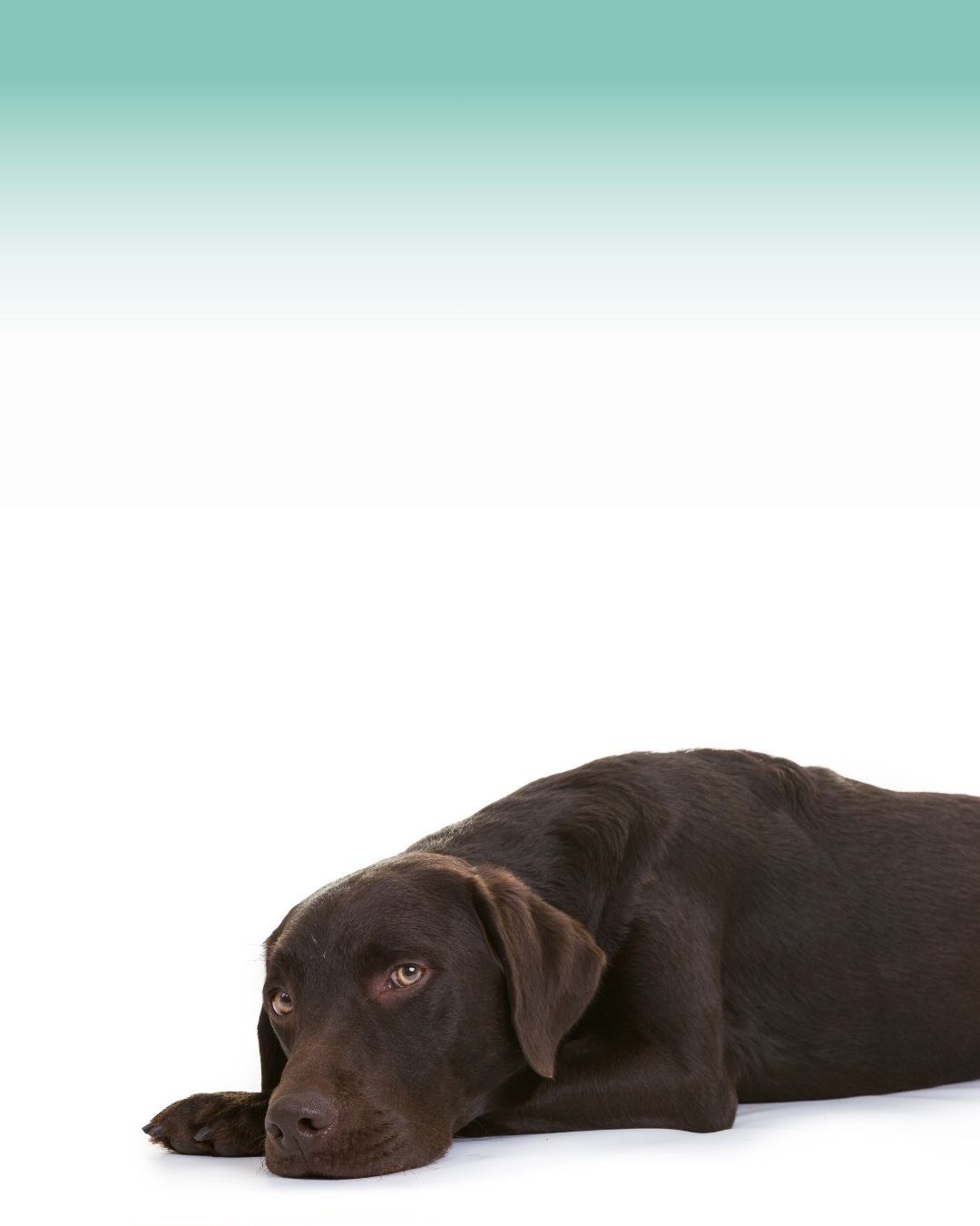 Labrador Retriever chocolat présentant des signes de troubles urinaires ou génitaux à surveiller Troubles urinaires et génitaux chez le chien