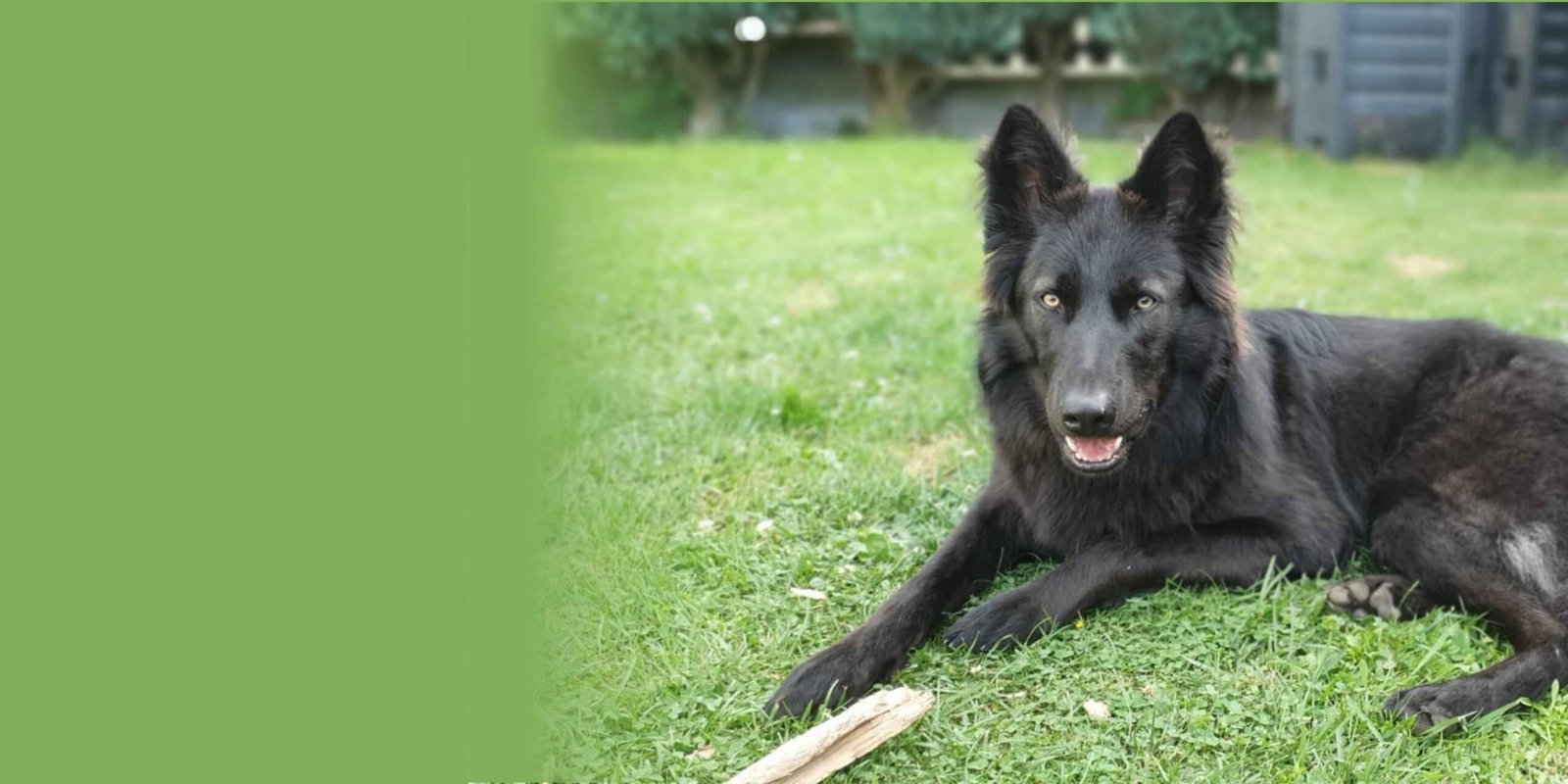 Chien-loup adulte au pelage noir en pleine forme grâce à une meilleure alimentation pour chien.