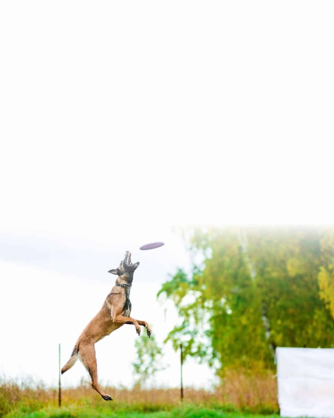Chien de grande taille de type Malinois, courant dans l’herbe en extérieur
