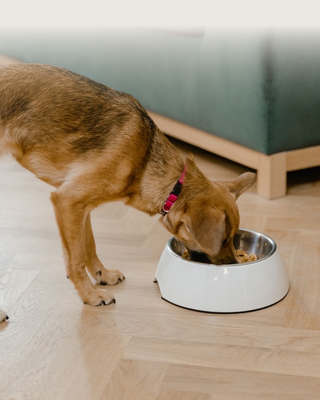 Chien de grande race mangeant une pâtée dans sa gamelle