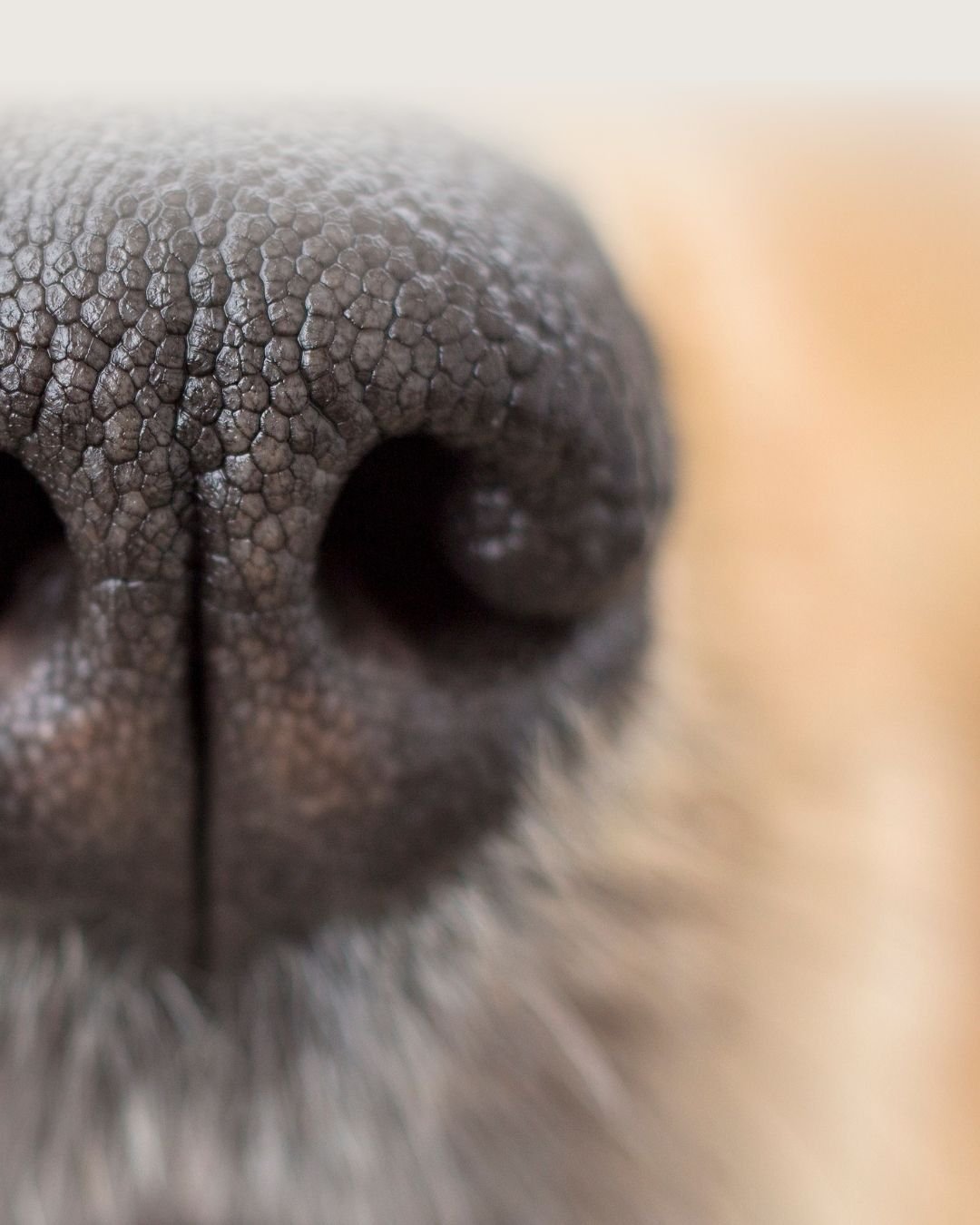 Gros plan sur la truffe d’un chien adulte qui découvre son nouvel environnement