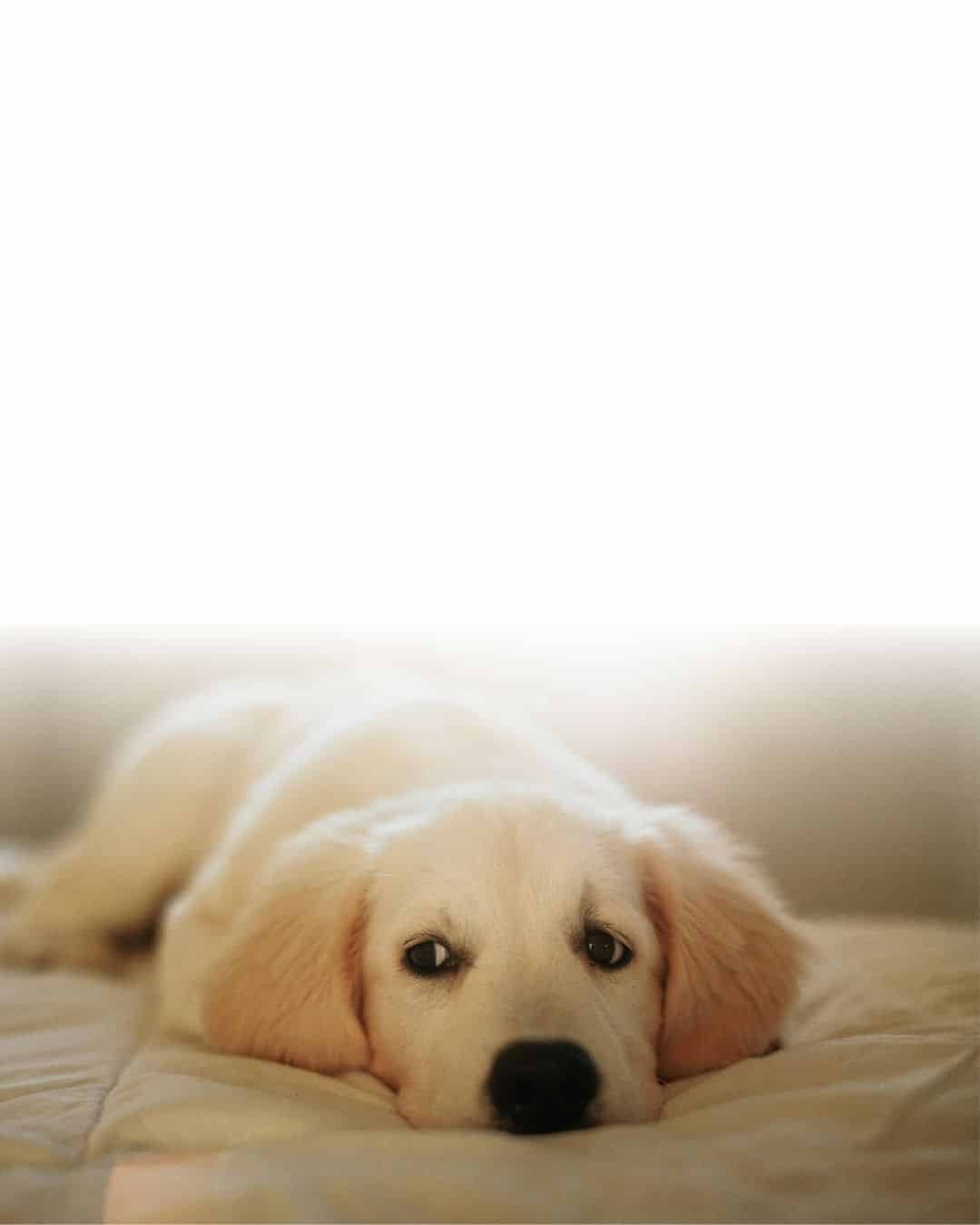 Chiot de grande race allongé dans un panier confortable adapté à son âge