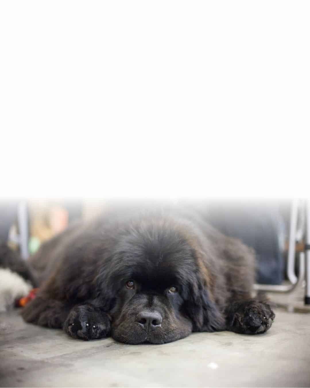 Grand chien couché sur un panier orthopédique avec soutien articulaire renforcé