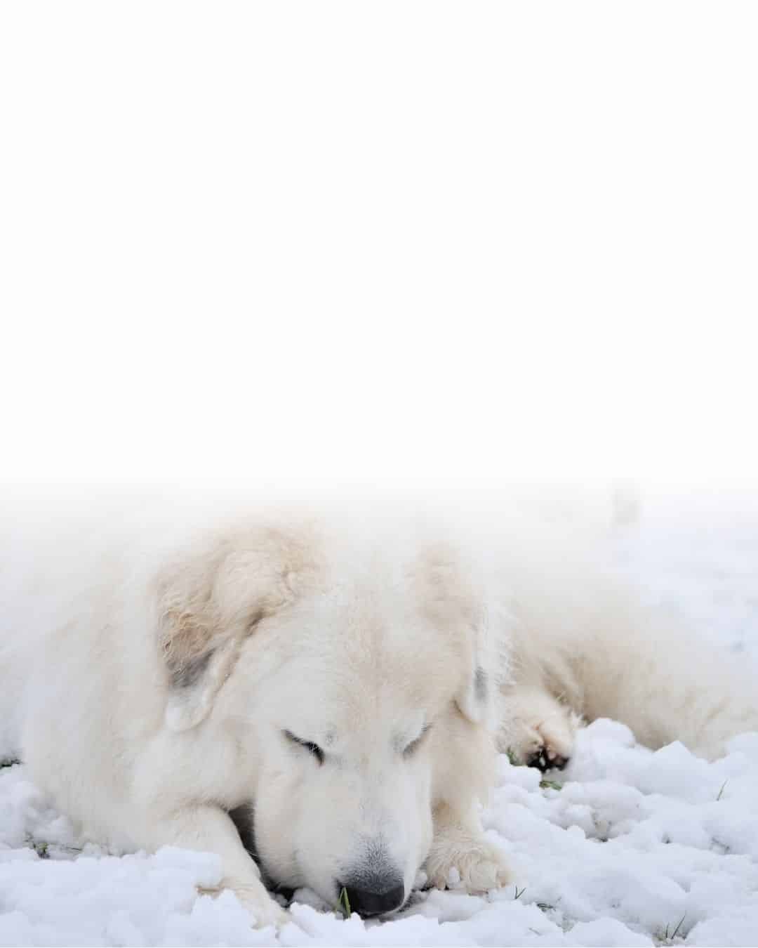 Chien blanc de grande taille allongé au calme et apaisé grâce à l'utilisation de phéromones apaisantes.