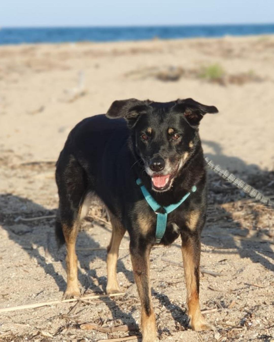 Berger-créole profitant d'une plage où les chiens sont autorisés