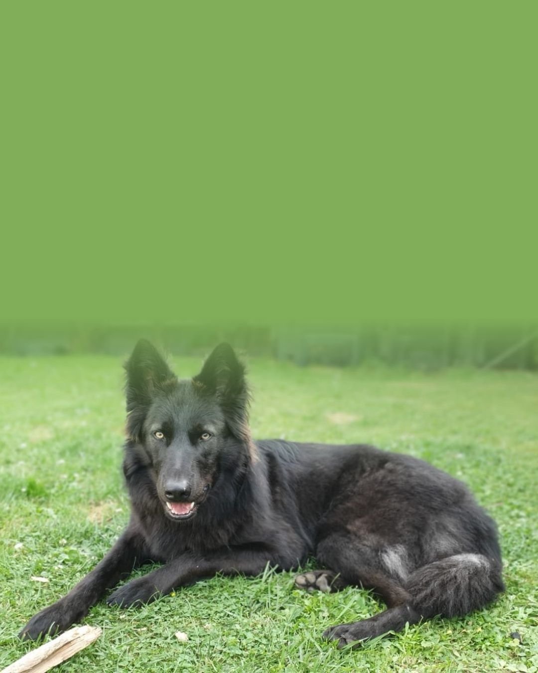 Grand chien attendant sagement devant sa gamelle remplie