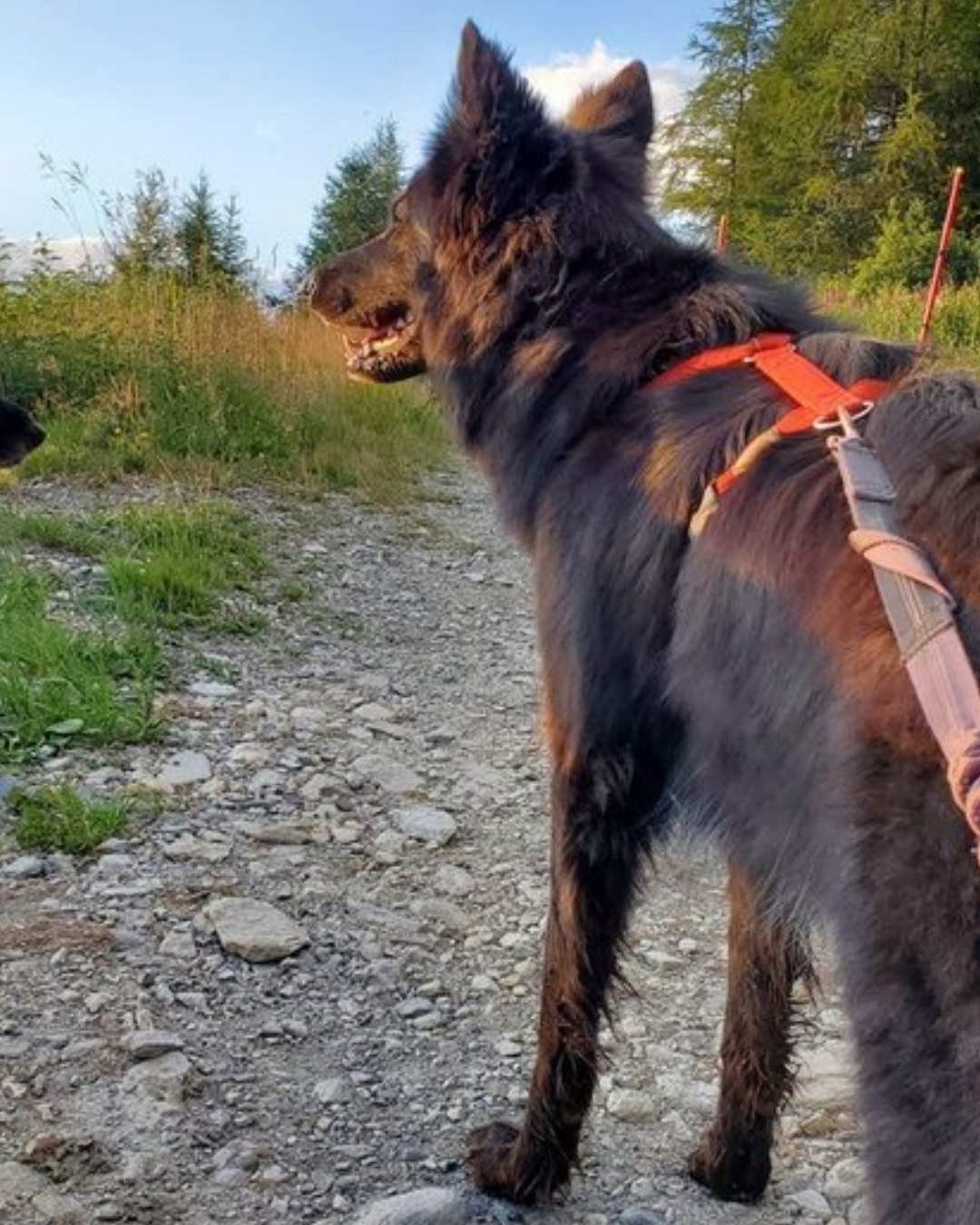 Chien-loup équipé d'un harnais lors d'une randonnée dans les Alpes