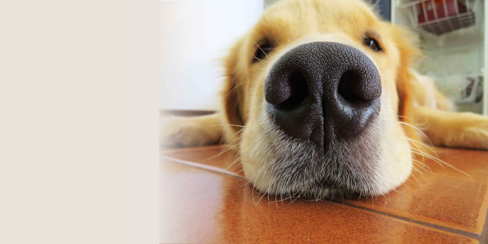 Chien fatigué au sol, un signe qui peut indiquer une potentielle maladie.