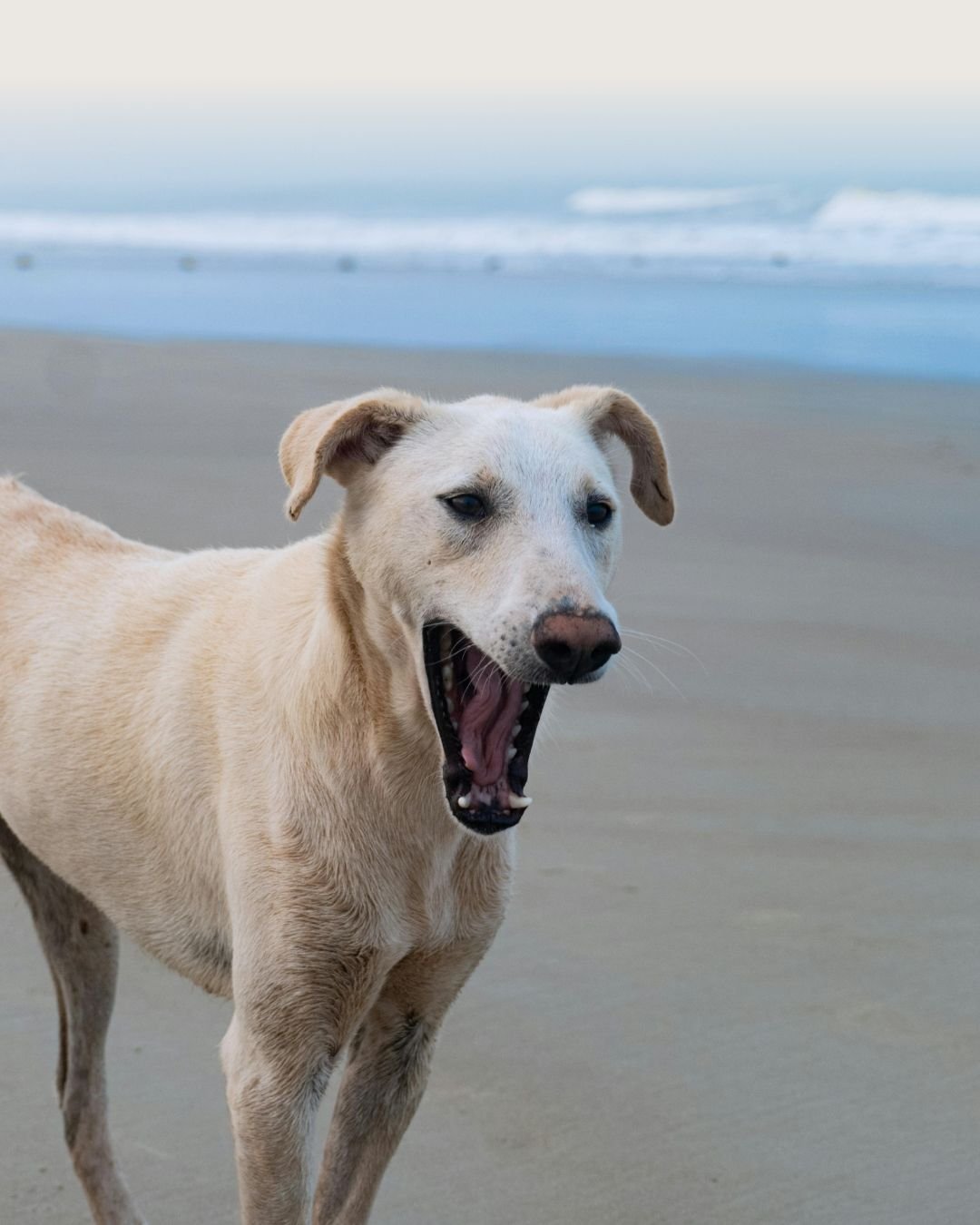 Chien adulte montrant des signaux d’apaisement pendant une promenade