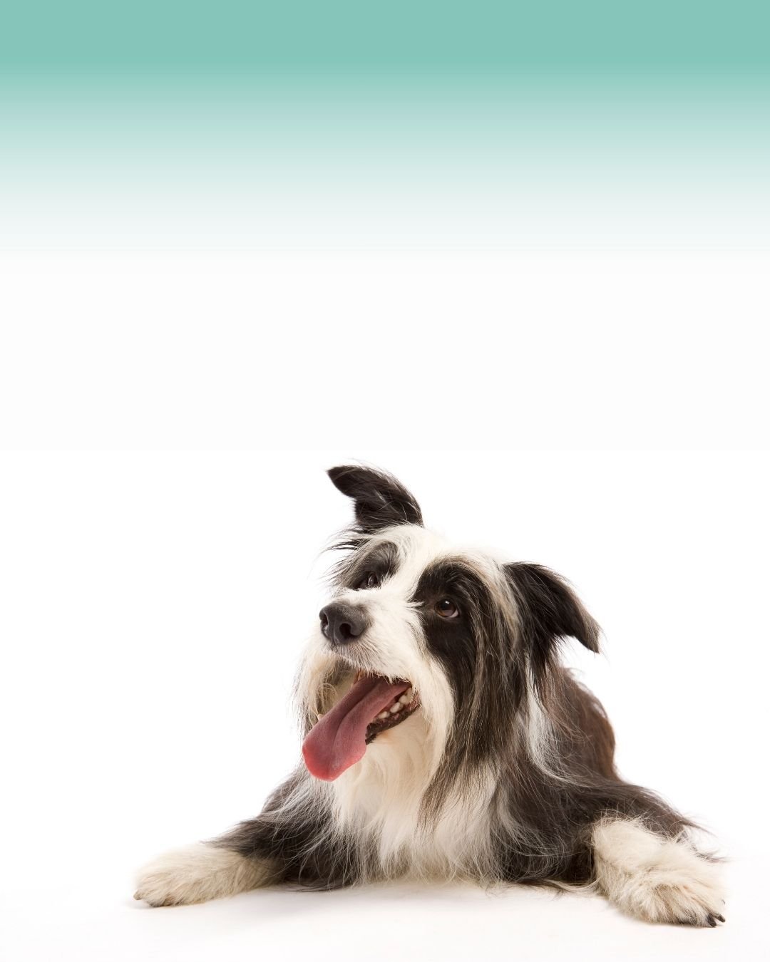 Border Collie présentant des signes digestifs comme des vomissements, une diarrhée ou une perte d'appétit