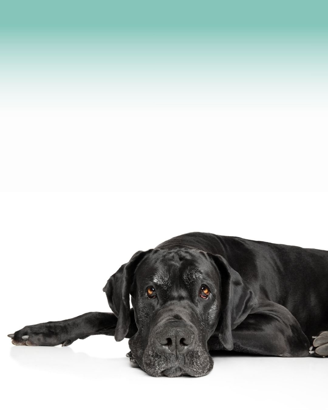 Chien présentant des signes neurologiques comme des tremblements ou une perte d'équilibre 