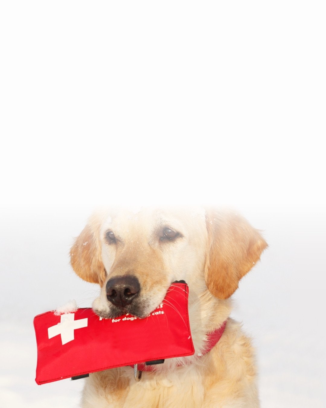 Labrador portant dans sa gueule la trousse de secours préparée par son maître avant de partir en vacances.