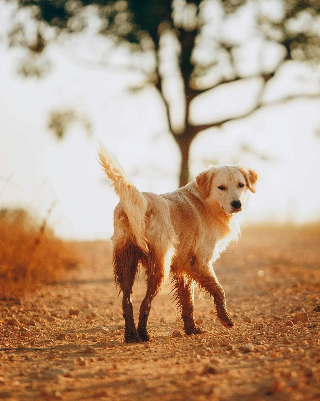 Chien profitant d'une balade à la campagne pendant un voyage