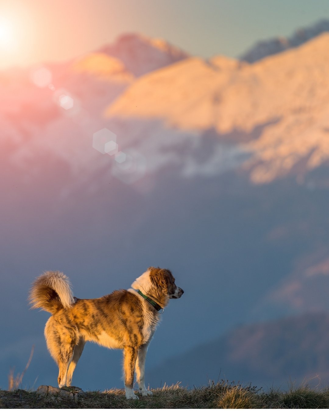 Chien profitant d'un séjour à la montagne avec son maître