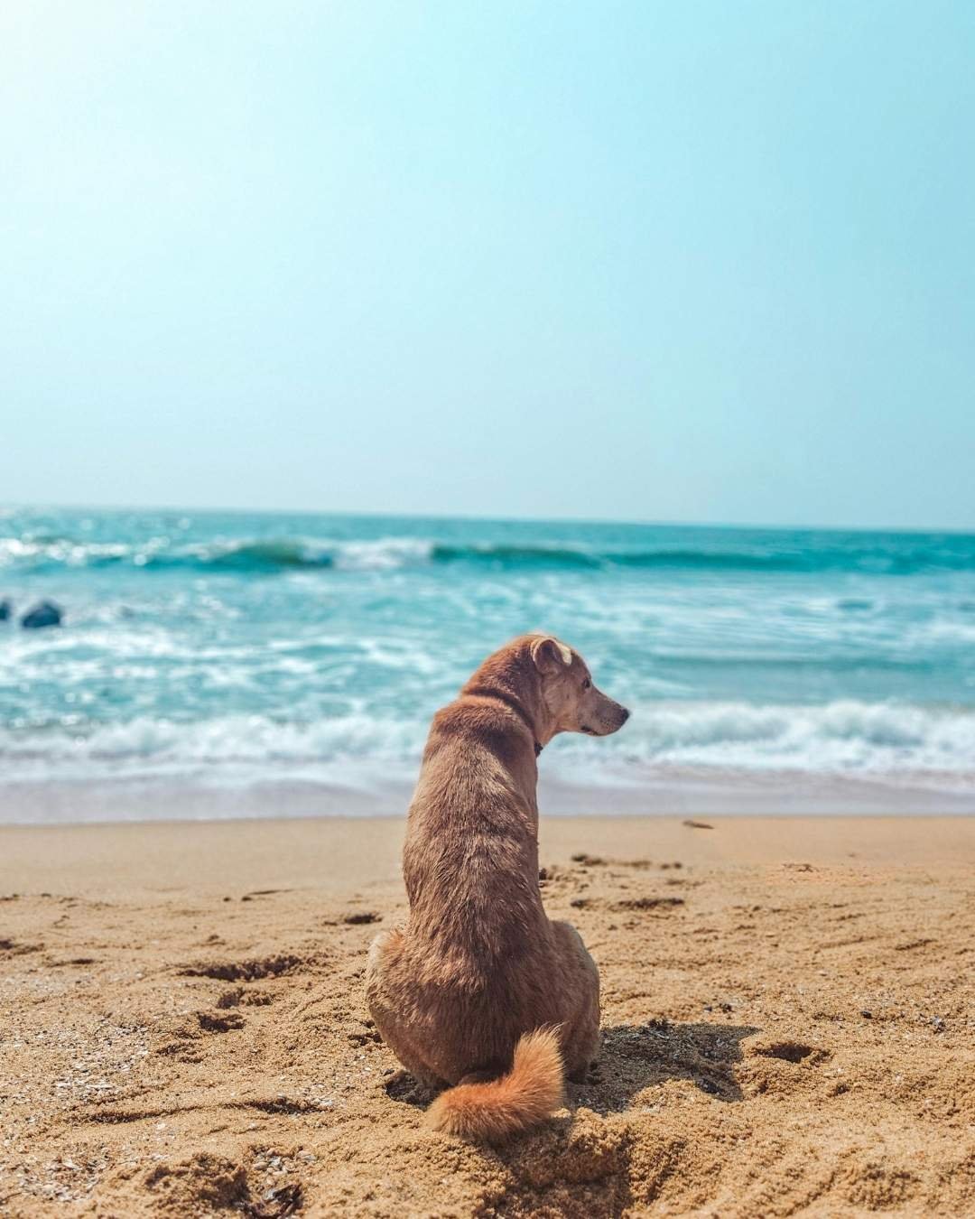 Chien assis sur une plage pendant des vacances avec son maître