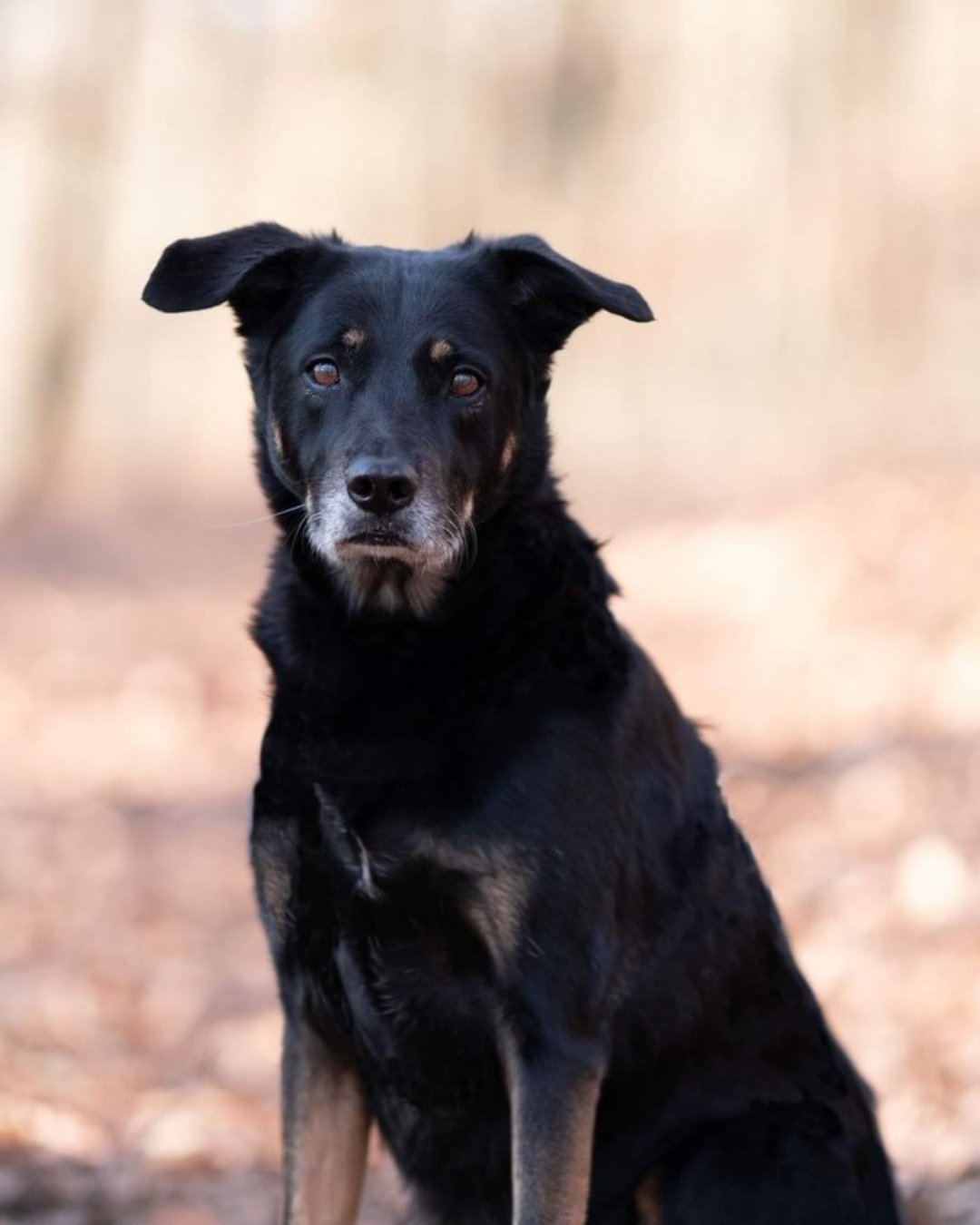 Chien profitant d'un week-end dans une destination dog-friendly des Vosges.